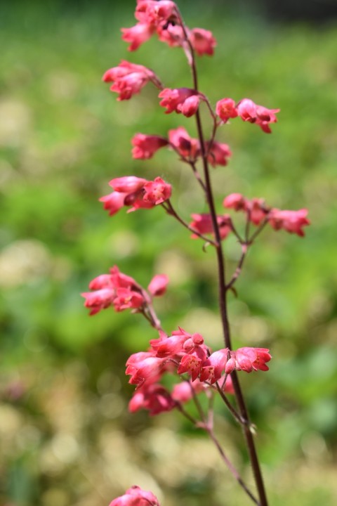 Rosa Blume
