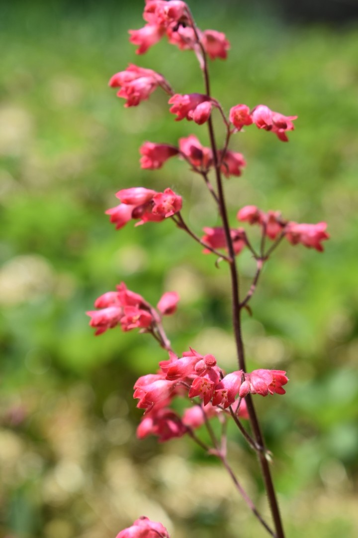 Rosa Blume