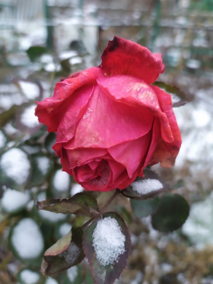 winter rose
