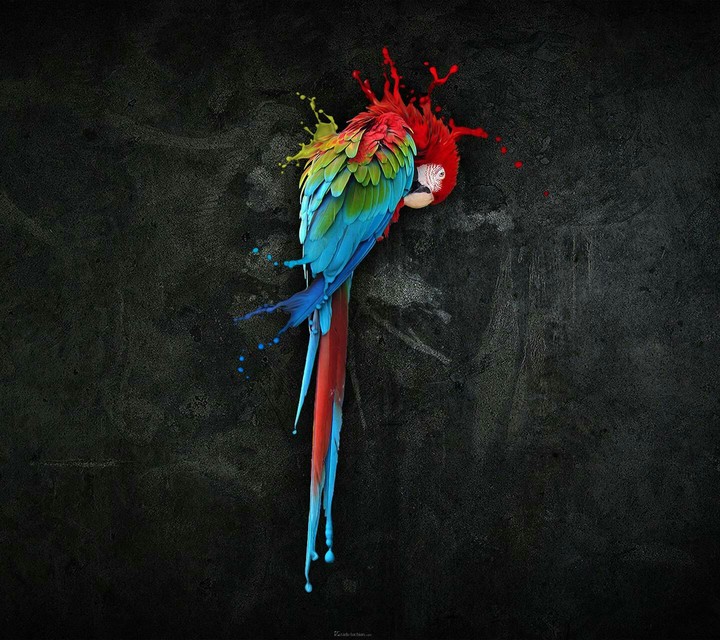 colourful parrot