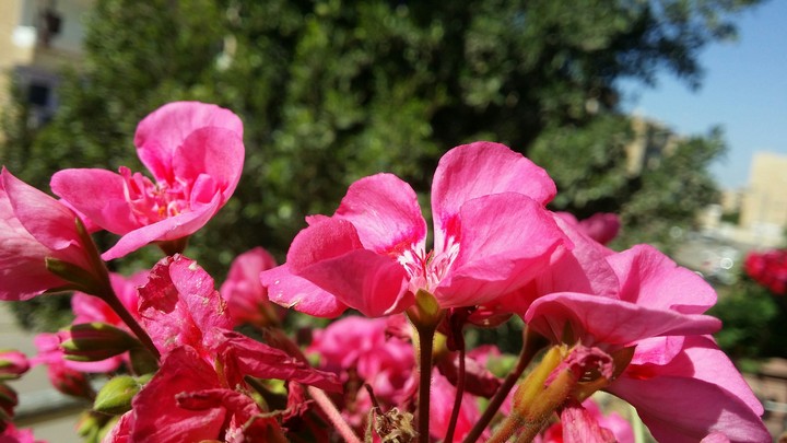 red pinky flowers