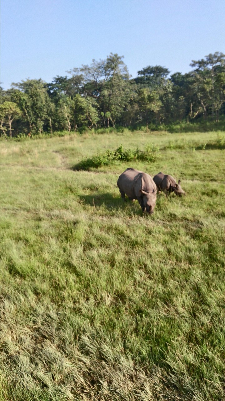 nepal rhino