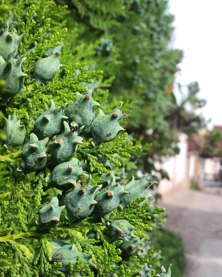 Plant