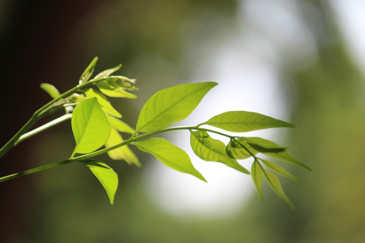Alone Leaf