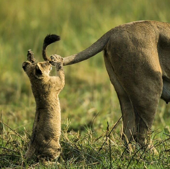 love of animals.