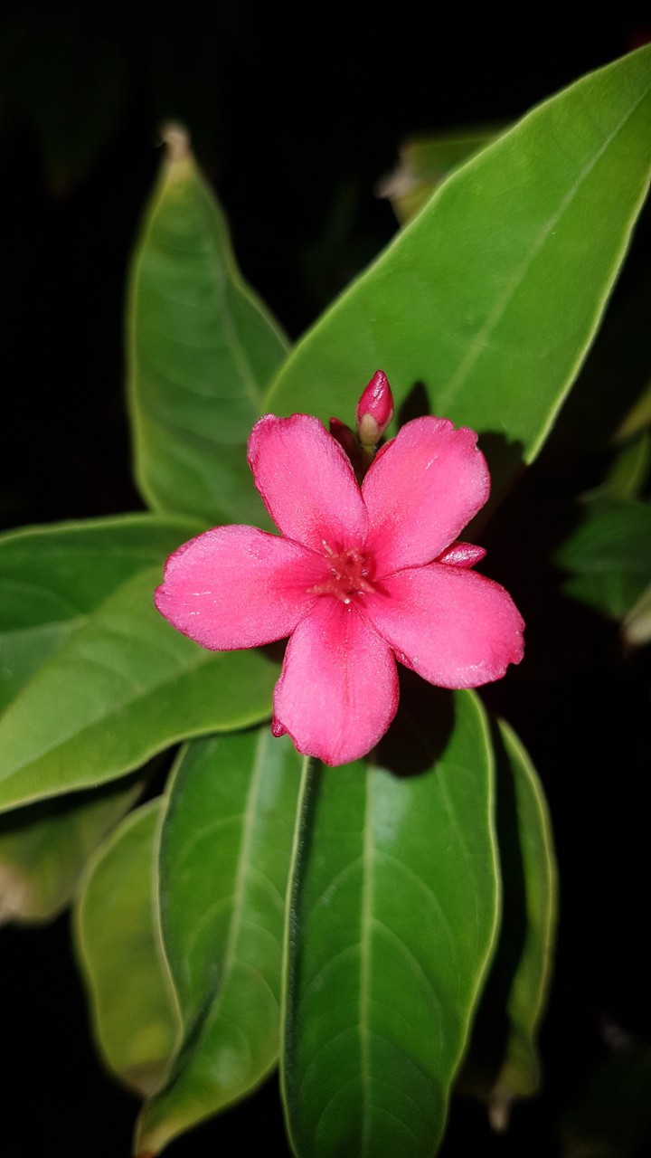 beautiful flower