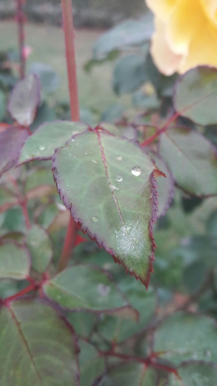 plant