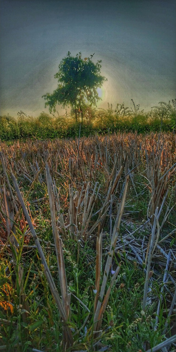 lands