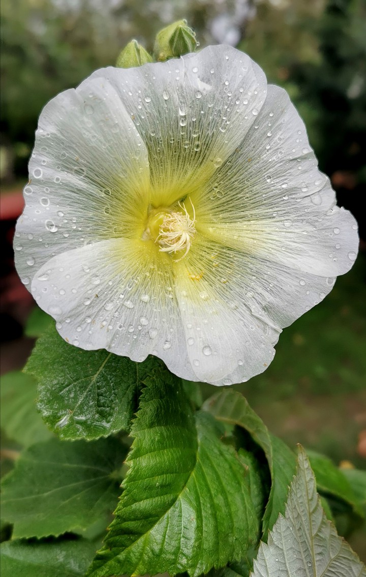 Malwa