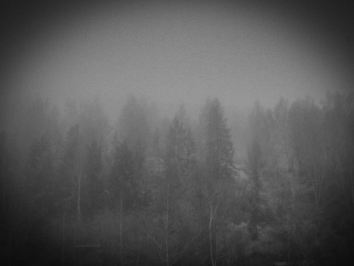 forest