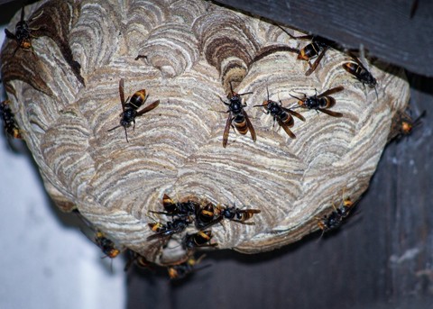 insect, arthropod wallpapers