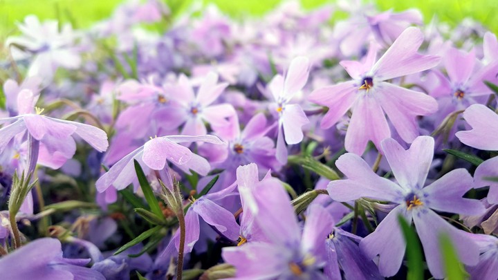 summer flowers