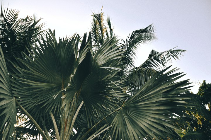 Palms