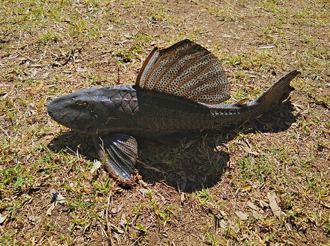 vieja del agua