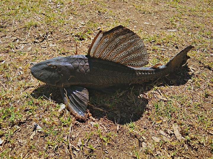 vieja del agua