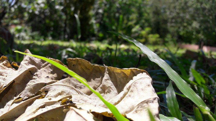 leaf
