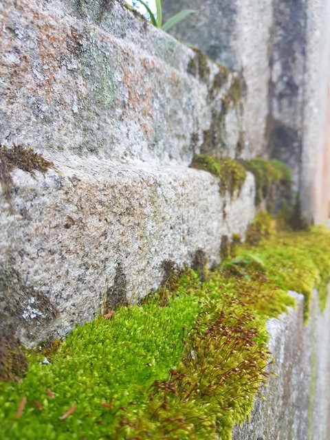 Nature 자연