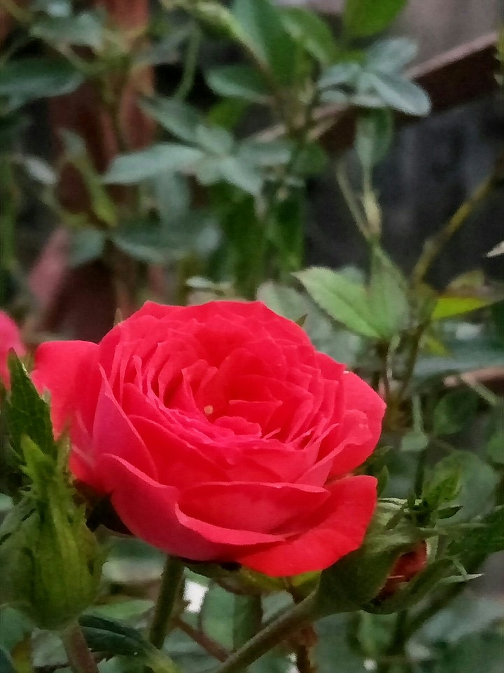 Rose Day