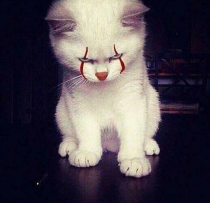 ?ОНО кот?IT Kat?