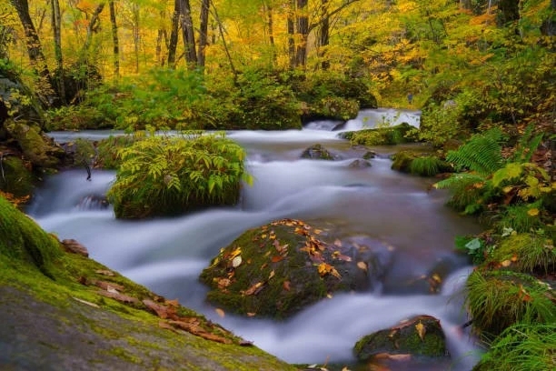 autumn stream and forest - Oirase
