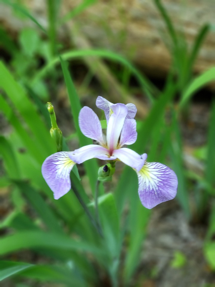 single purple flower