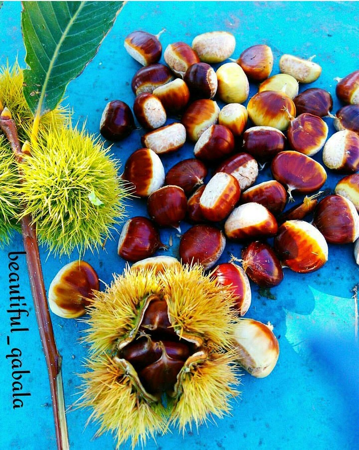 chestnut