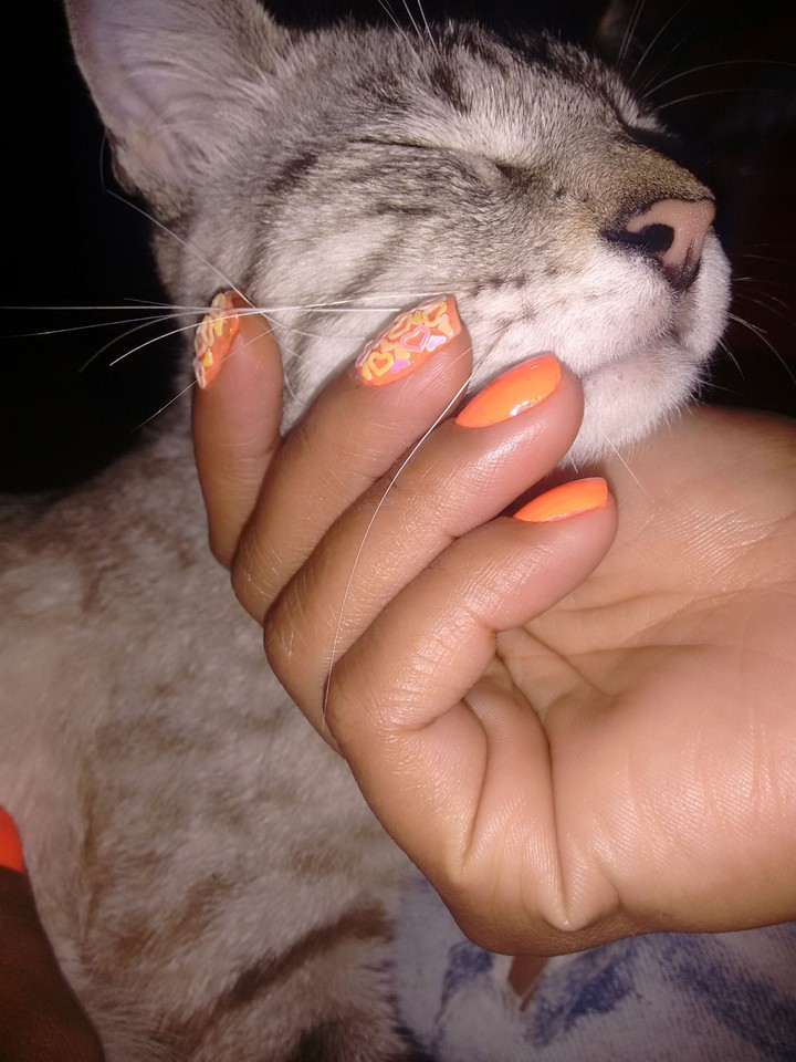 gato