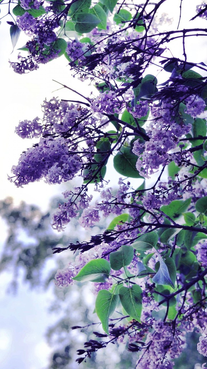 spring / flowers || весна / цветы