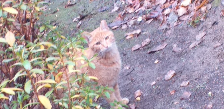 cat