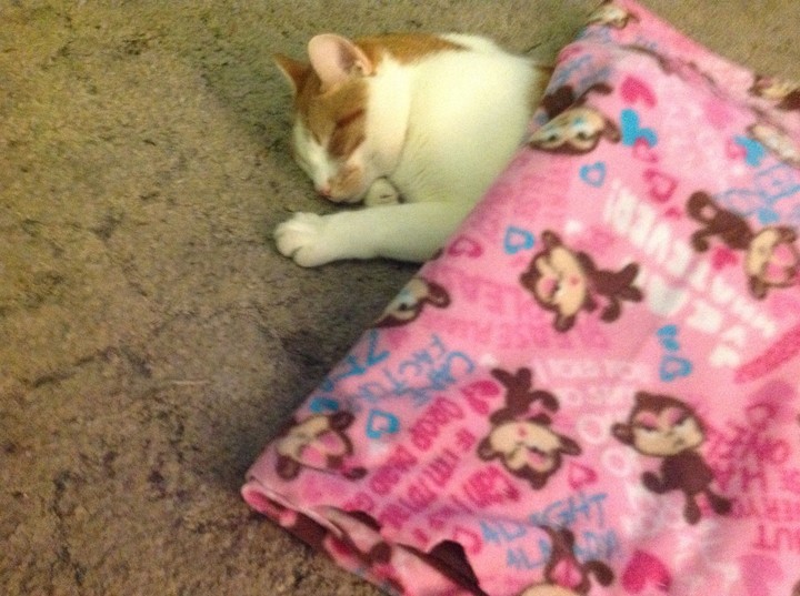 cat napping