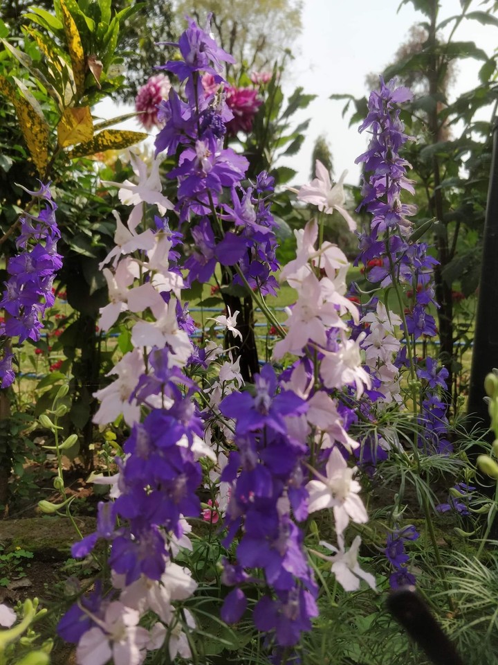 flowers