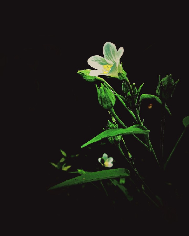 DARK