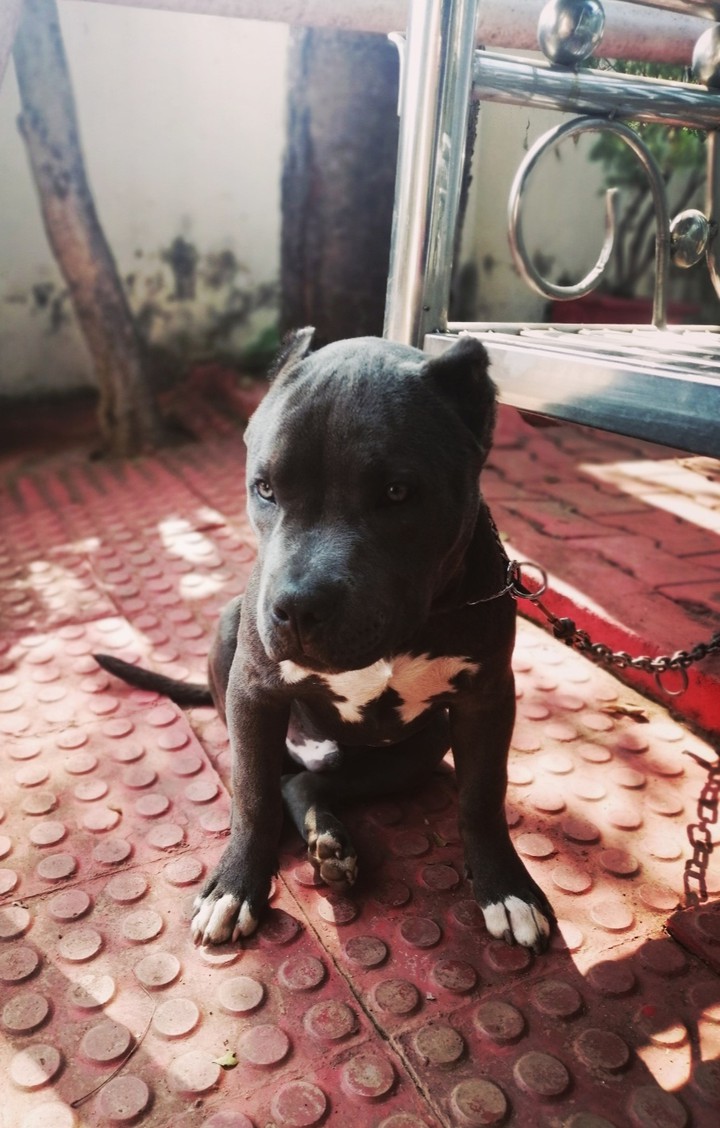 Bosco
