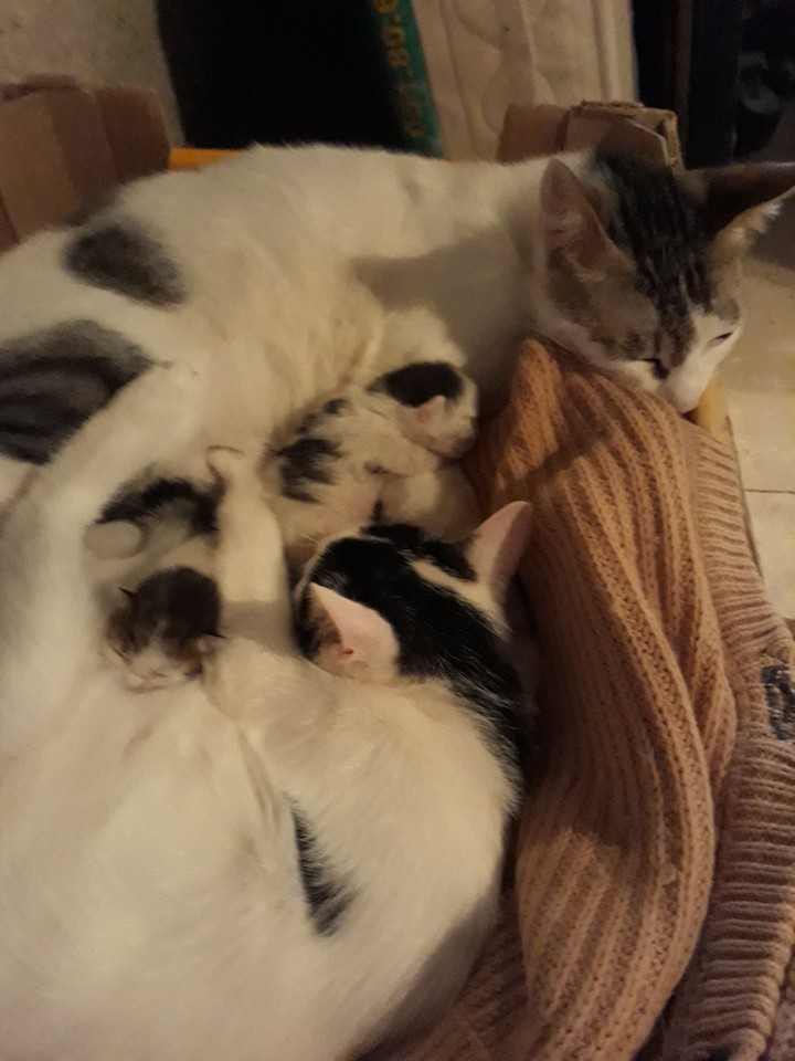 gatti
