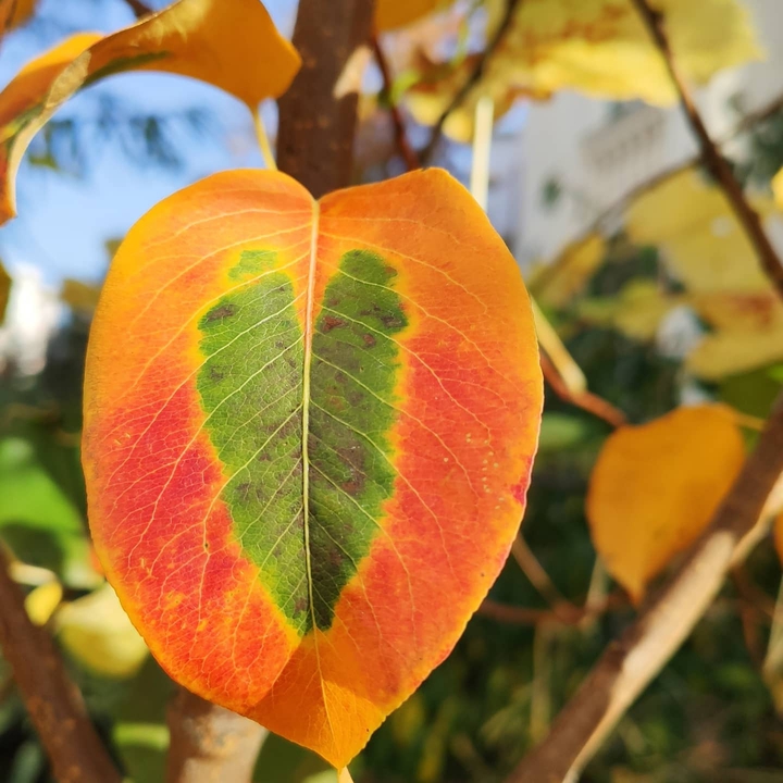 Autumn heart