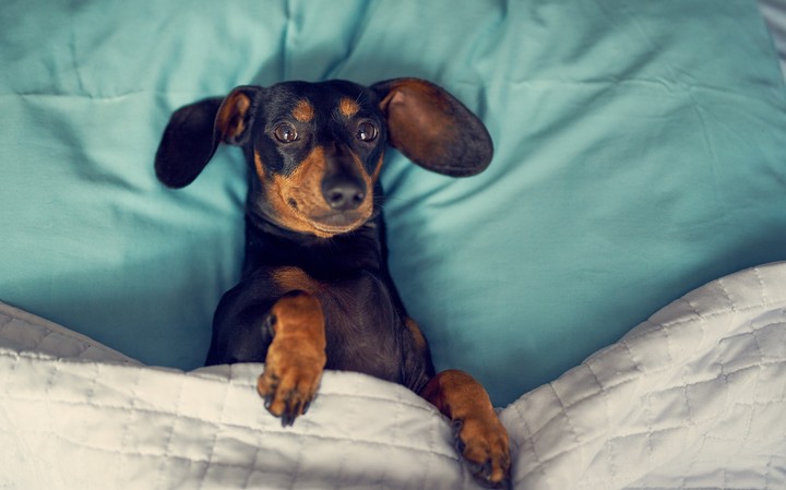 Dog