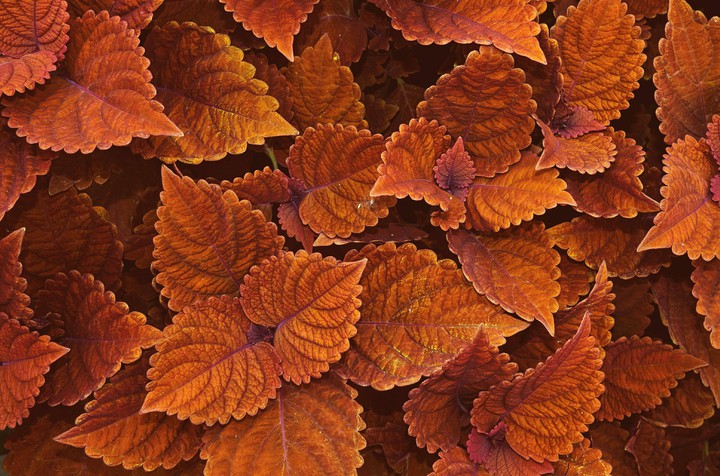 brown leaf