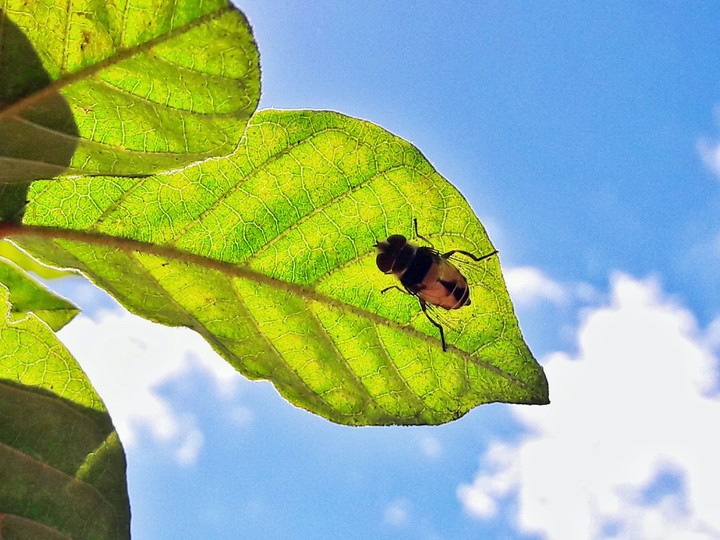 insect