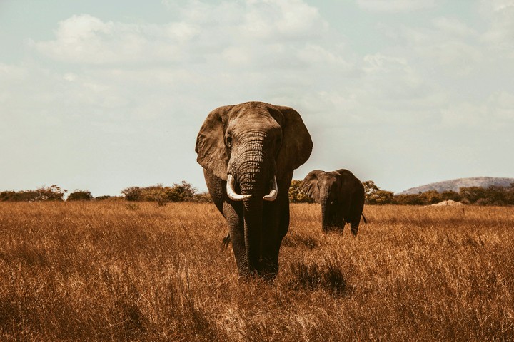 elephant