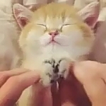 Мимимишный котёнок