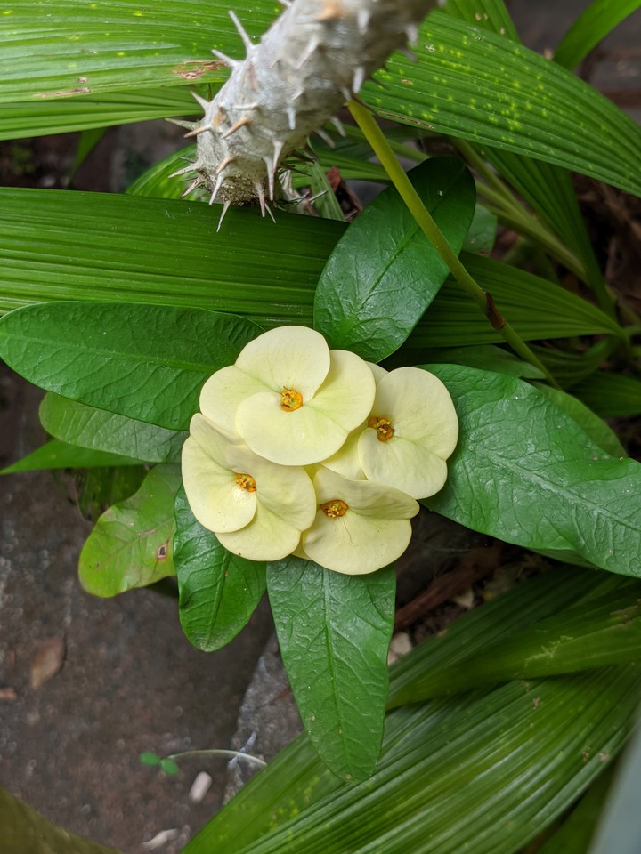 flower