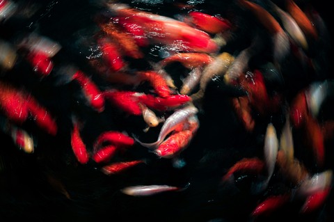 sfondi red, koi