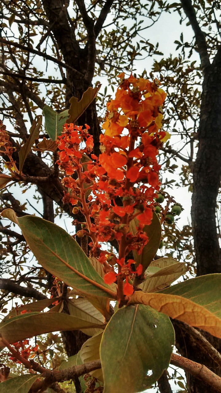 orange flower