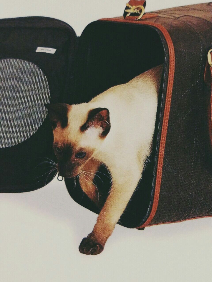 кот
