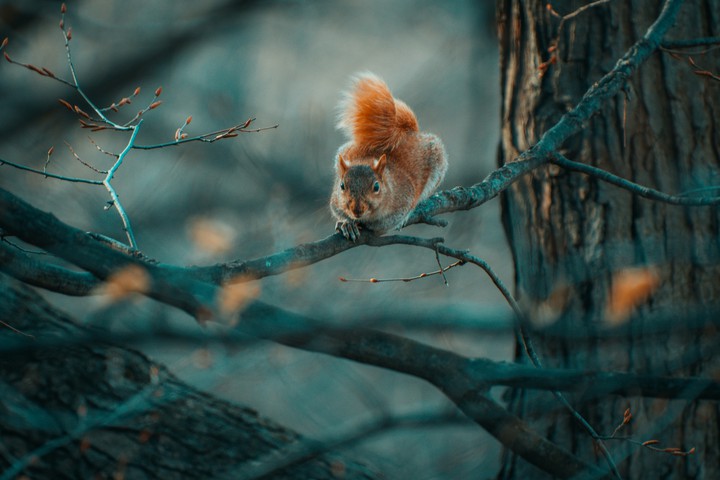 wild with animal