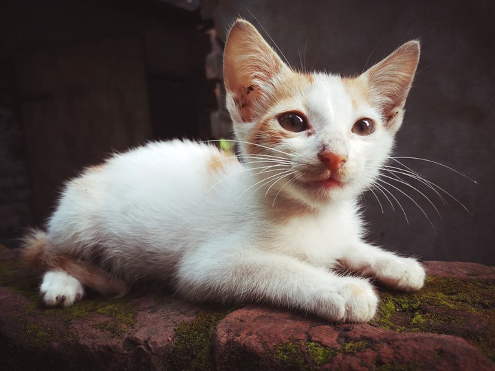 baby cat