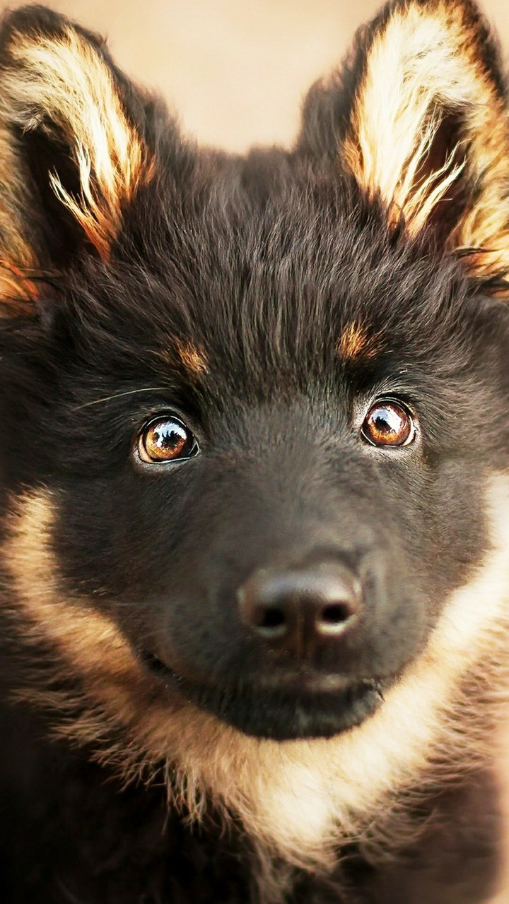 dog's eye