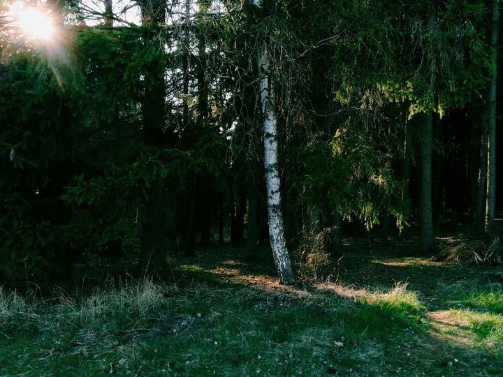 Forest