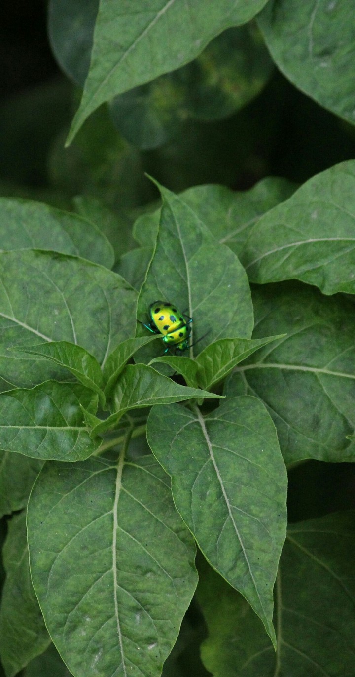 Beetle on leaf