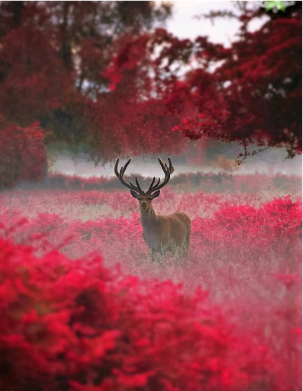 Beautiful deer